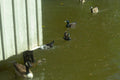 Geese’s and the Pond - Wallpaper