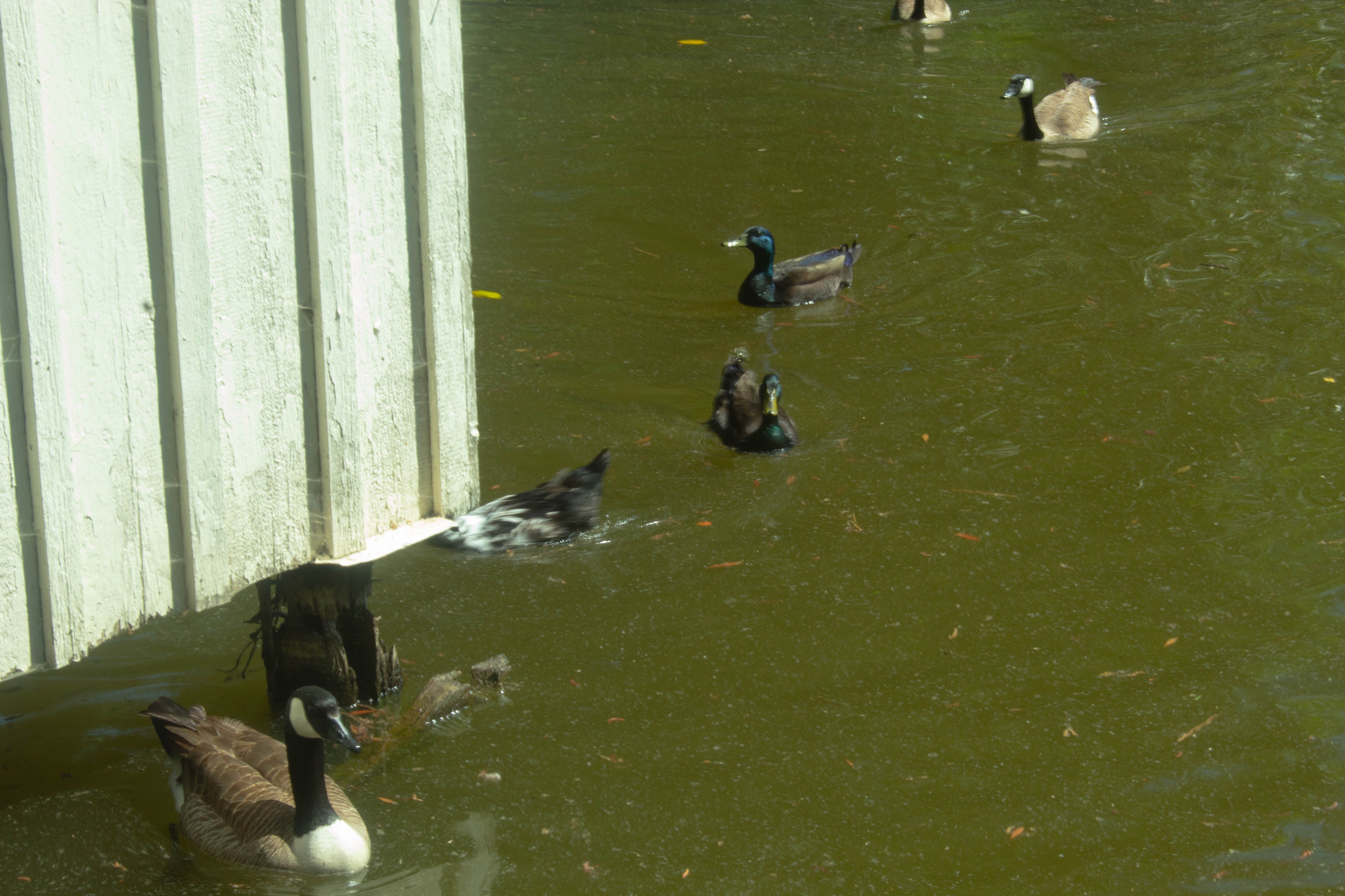 Geese’s and the Pond - Wallpaper