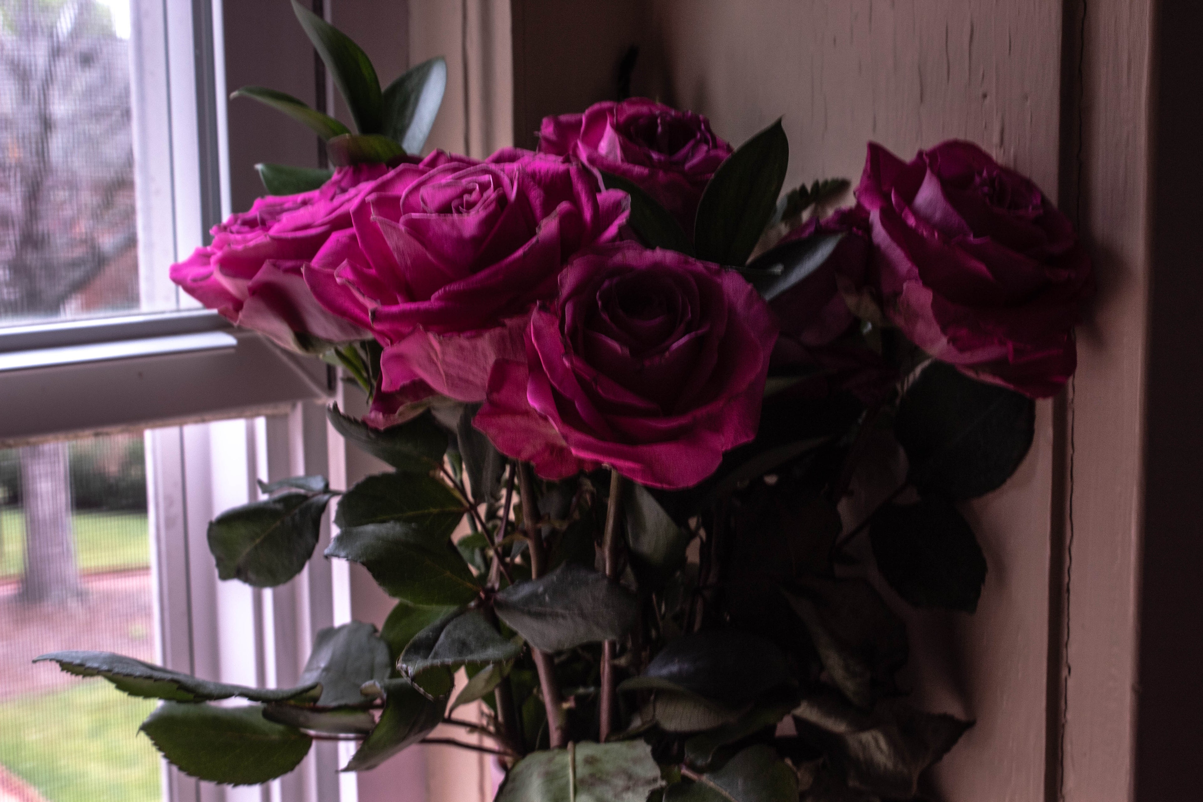 Pink Roses - Digital Art