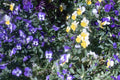 Purple and Yellow Flowers - Wall Art